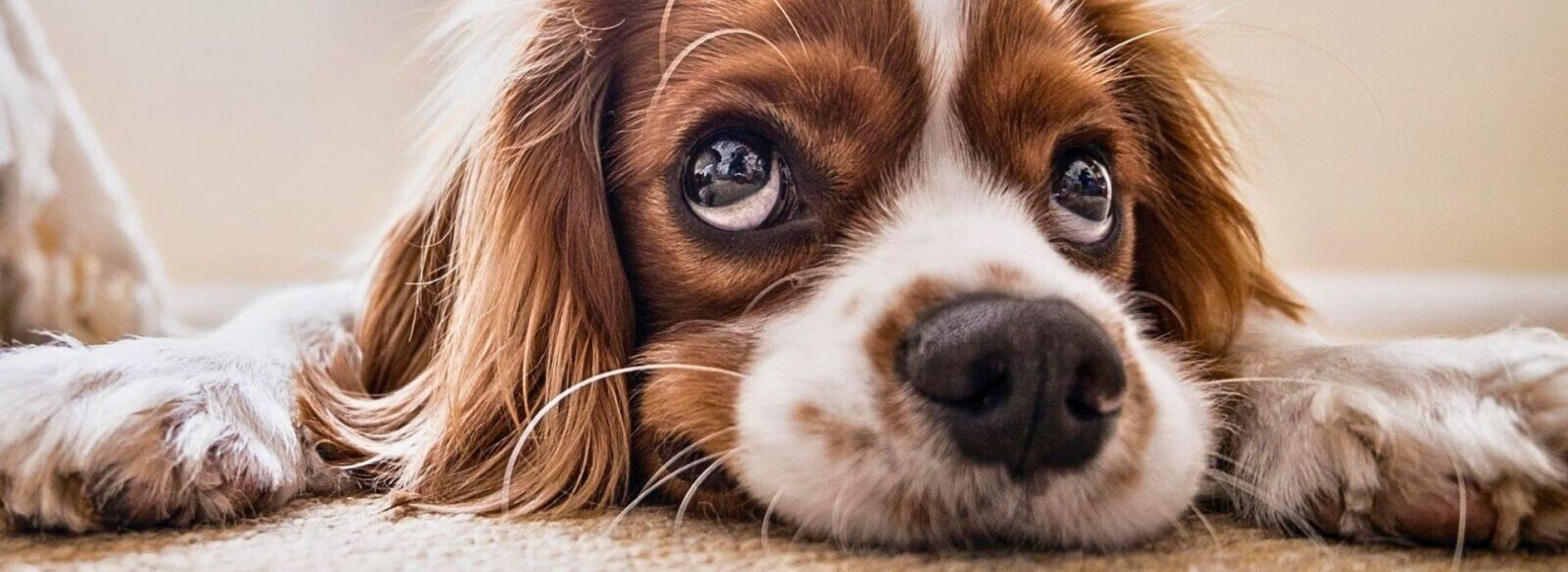 close up photo of spaniel dog