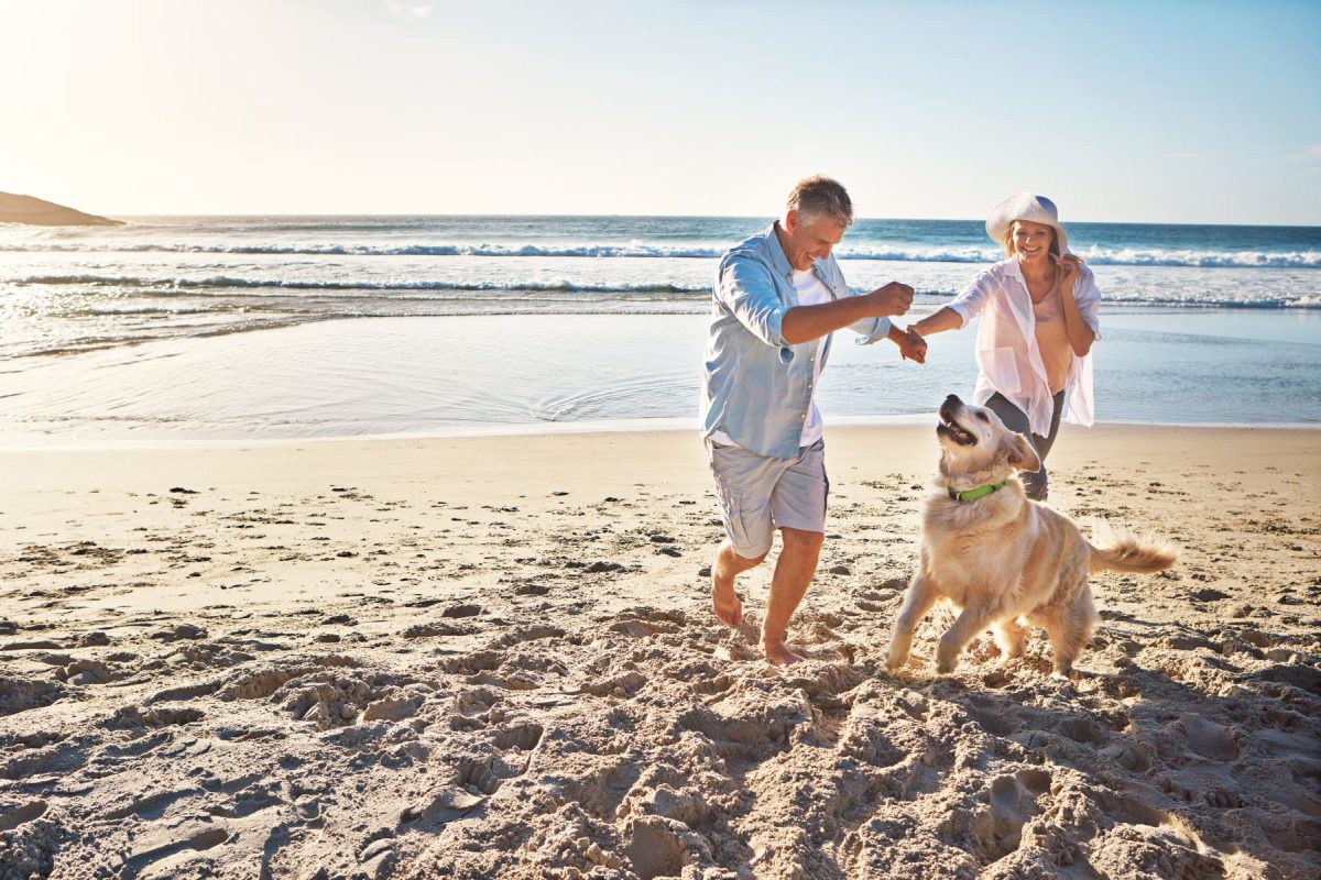 dog on marco island beach