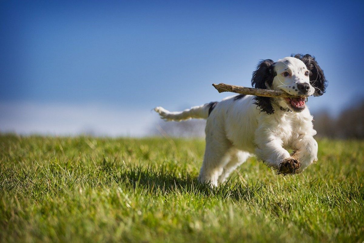 what-to-do-with-your-pet-on-marco-island